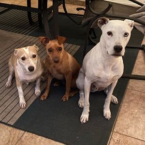 Meet your Posher, Ellen